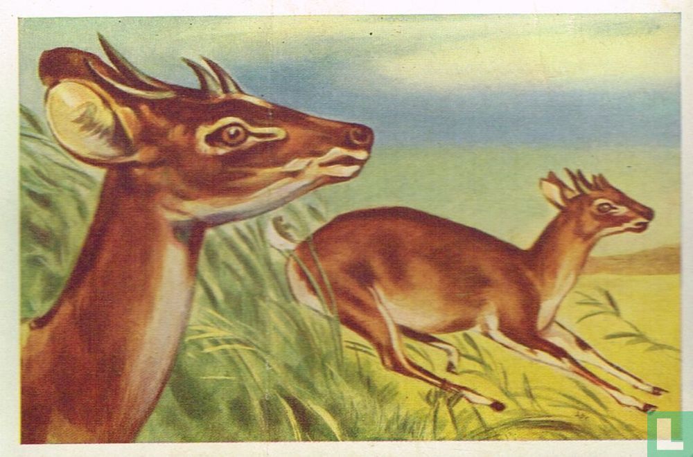 Vierhoornen antiloop 38 - Cichorei Van Tieghem-Dupont - LastDodo