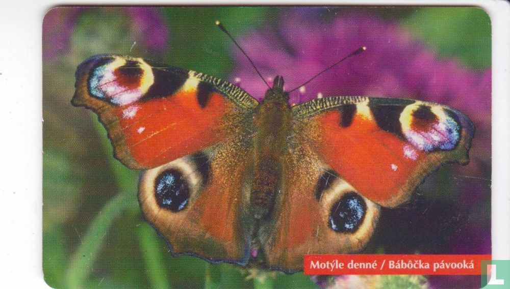 Butterfly