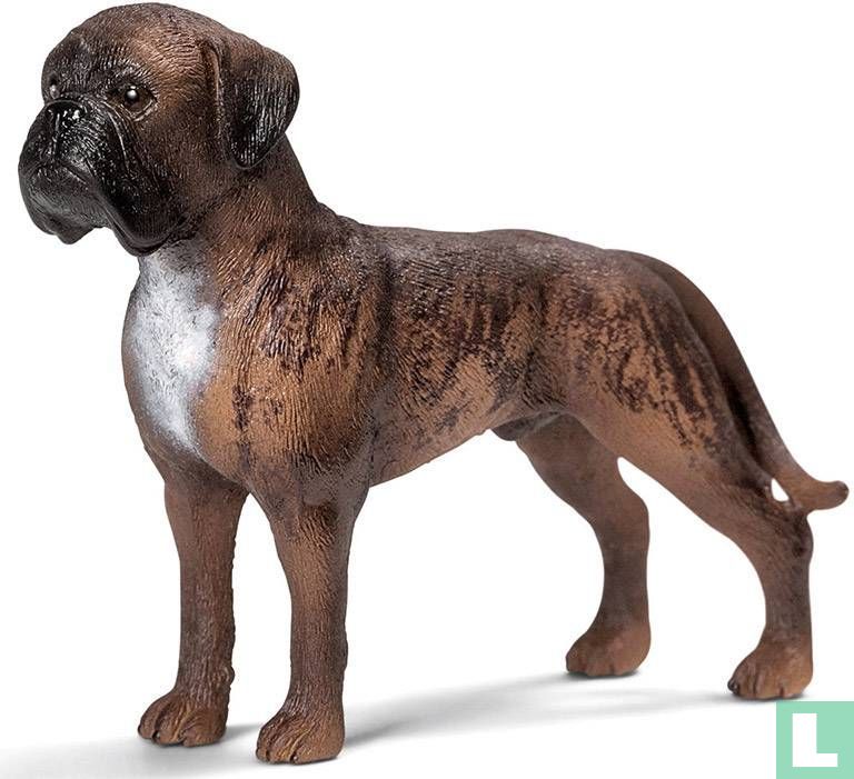 Boxer chien