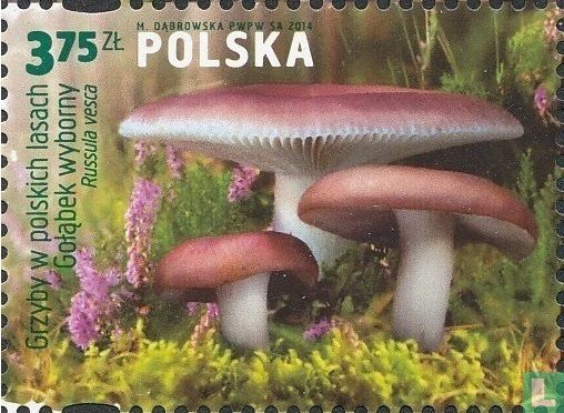 Champignons