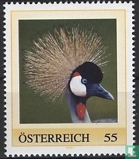 Grey crowned crane