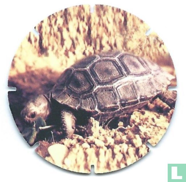 Galapagos Schildpad