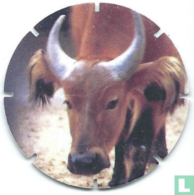 Buffel