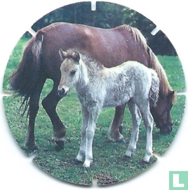 Paard