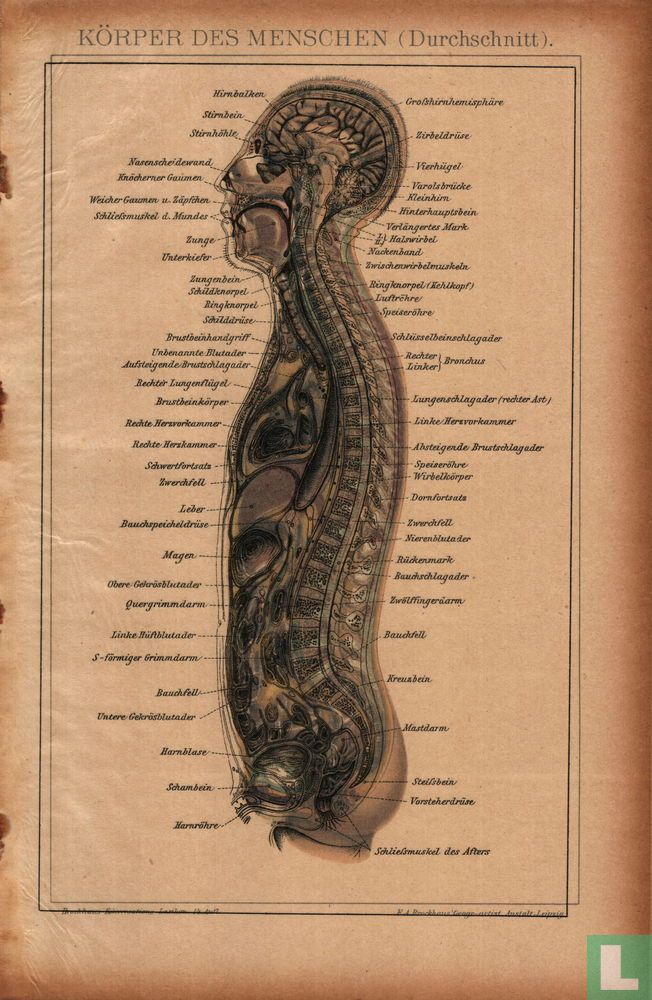 lichaam körper mensch