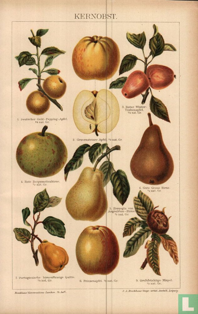 kernobst fruit peer appel