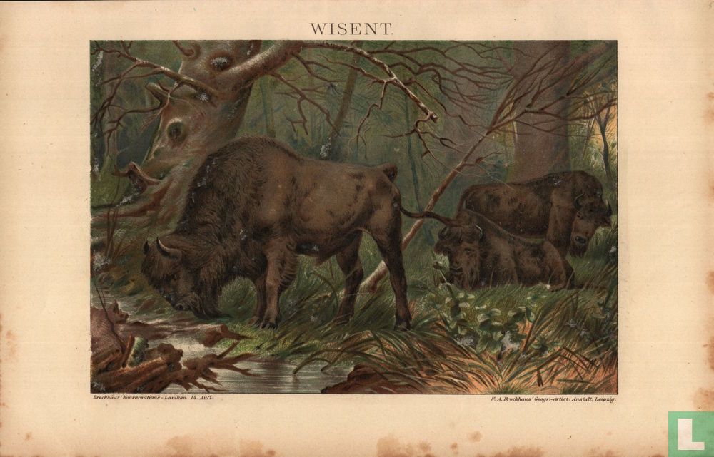 wisent