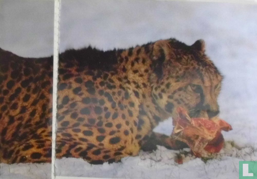 Guépard