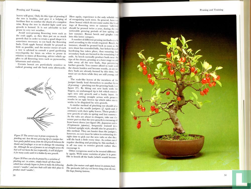 Bonsai