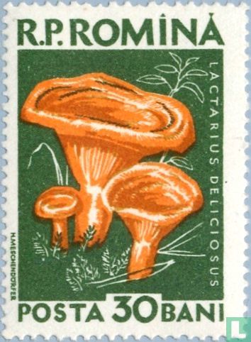 Paddenstoelen