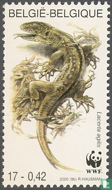 Sand lizard