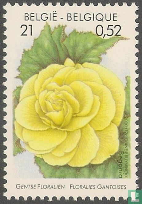 Begonia