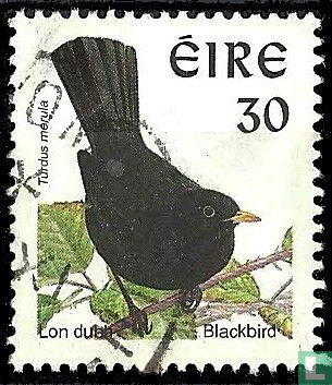 Birds