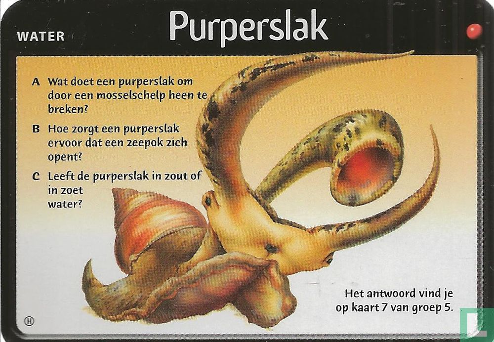 Purperslak