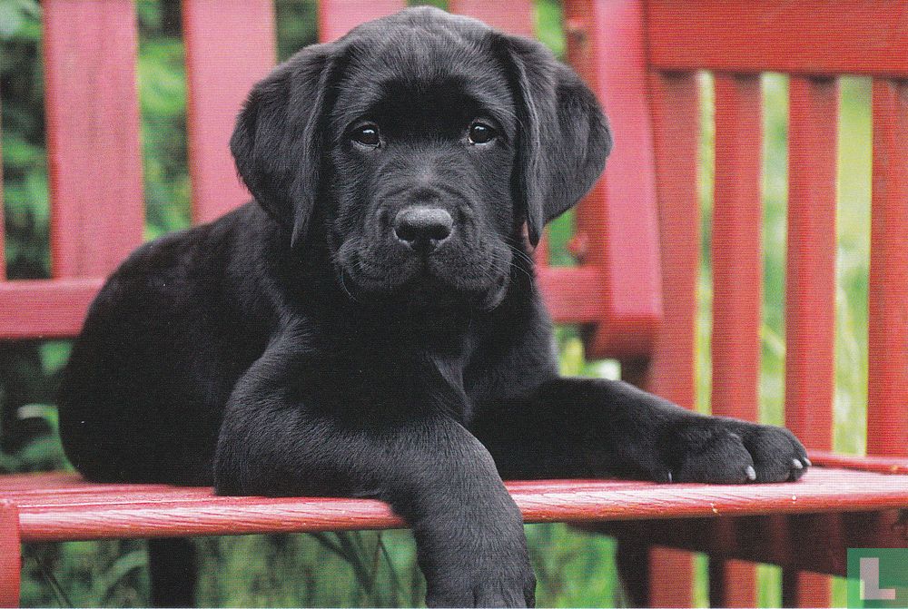 Labrador