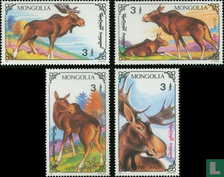 Moose