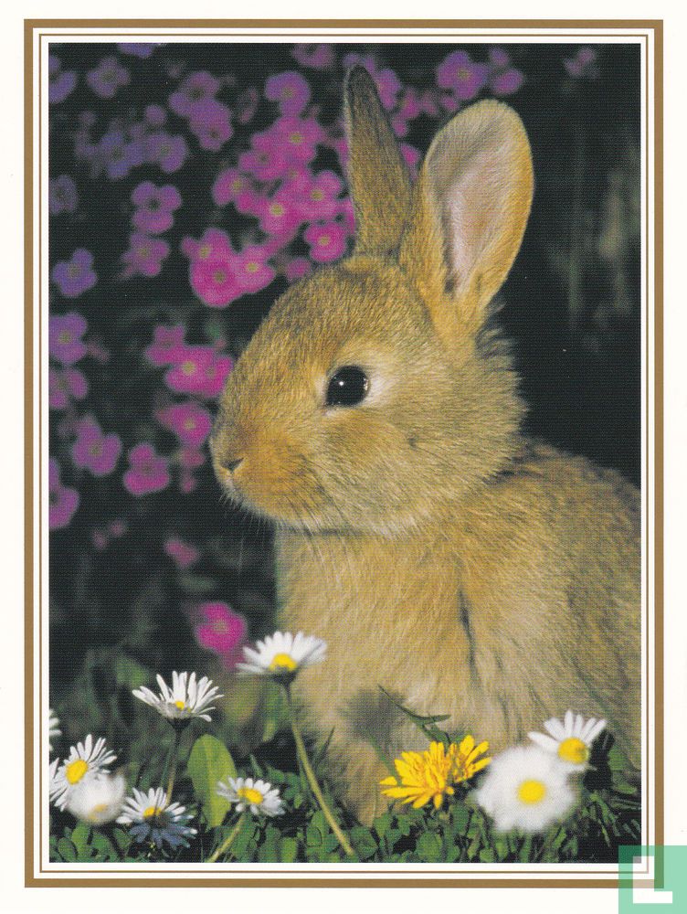 Dieren: Konijn