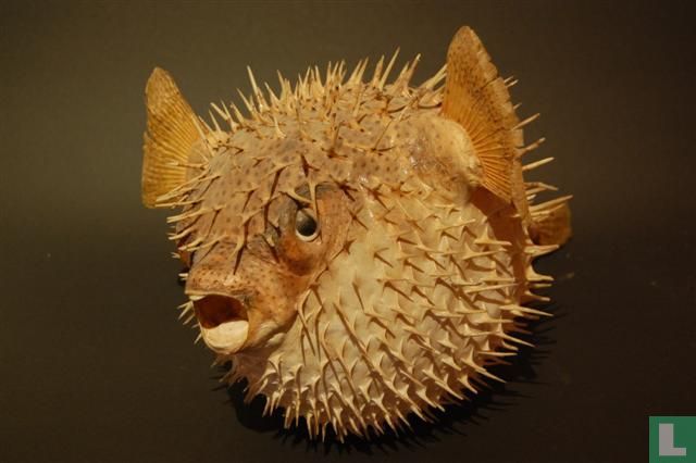 Kogelvis
