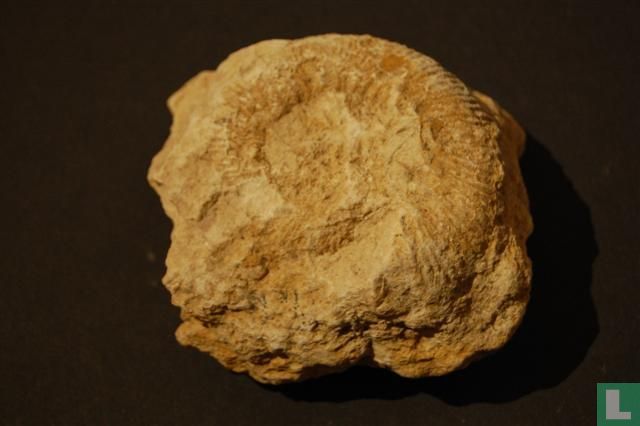 Ammoniet 3