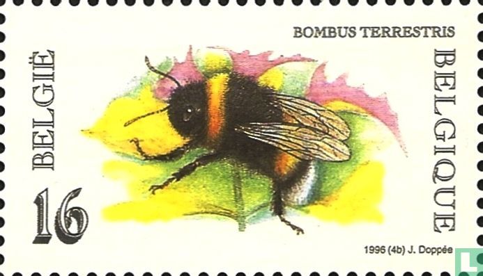 Dunkle Erdhummel