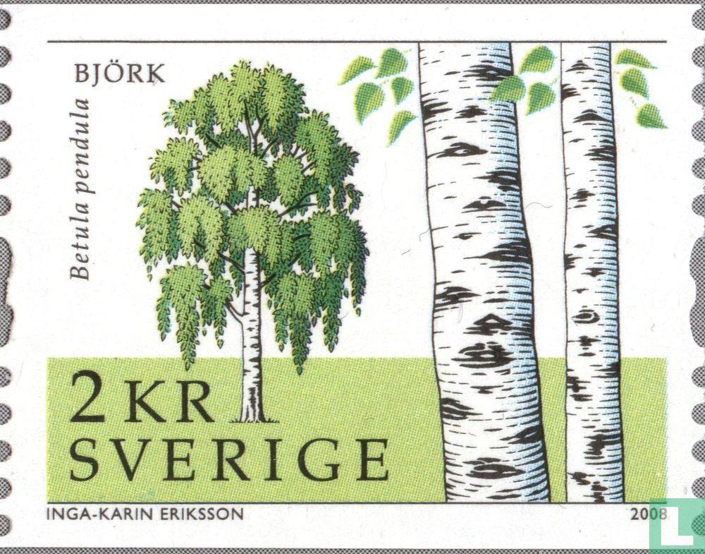 Birch