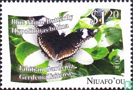 Papillons   