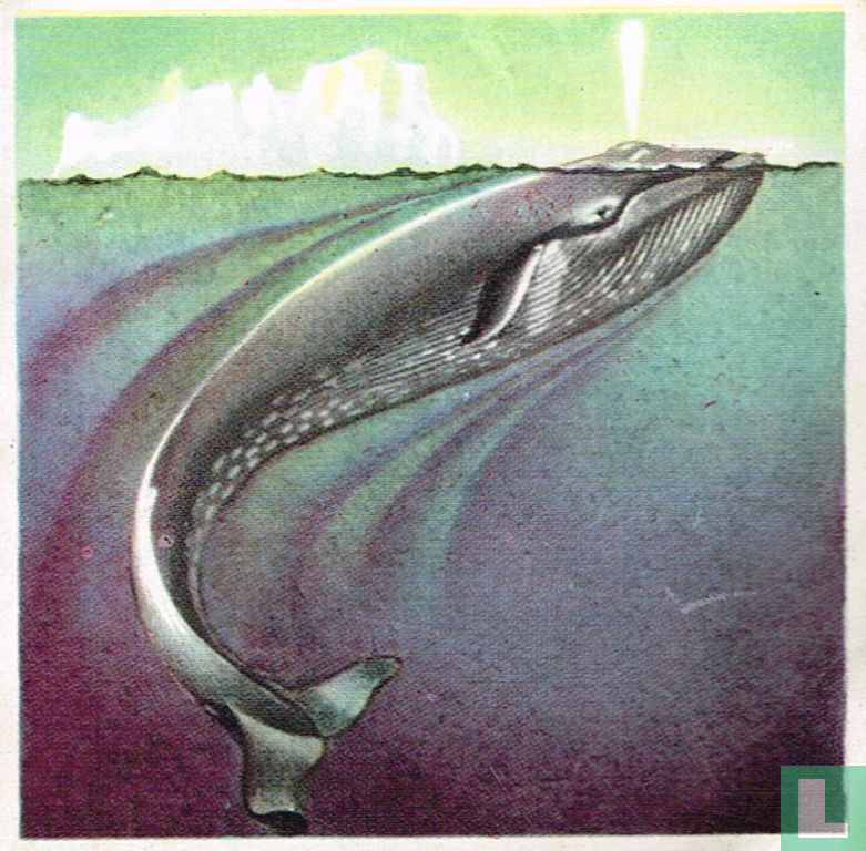 Blauwe walvis
