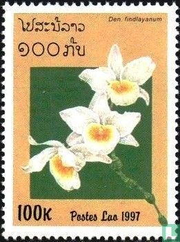 orchidées