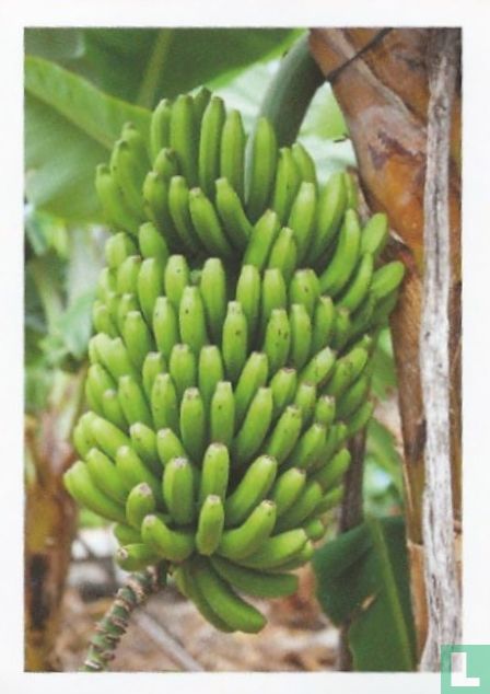 Tros bananen