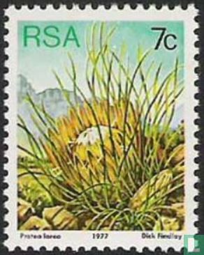 Protea