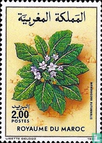 Flora
