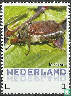 Maikäfer