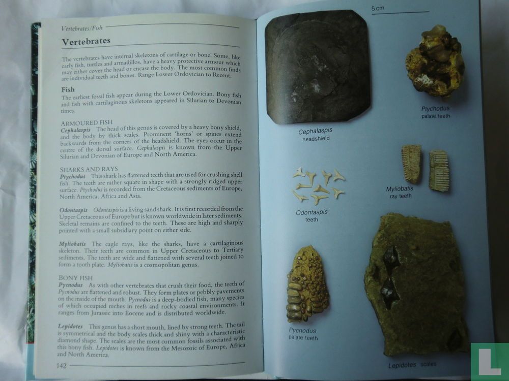 Field Guide Fossils