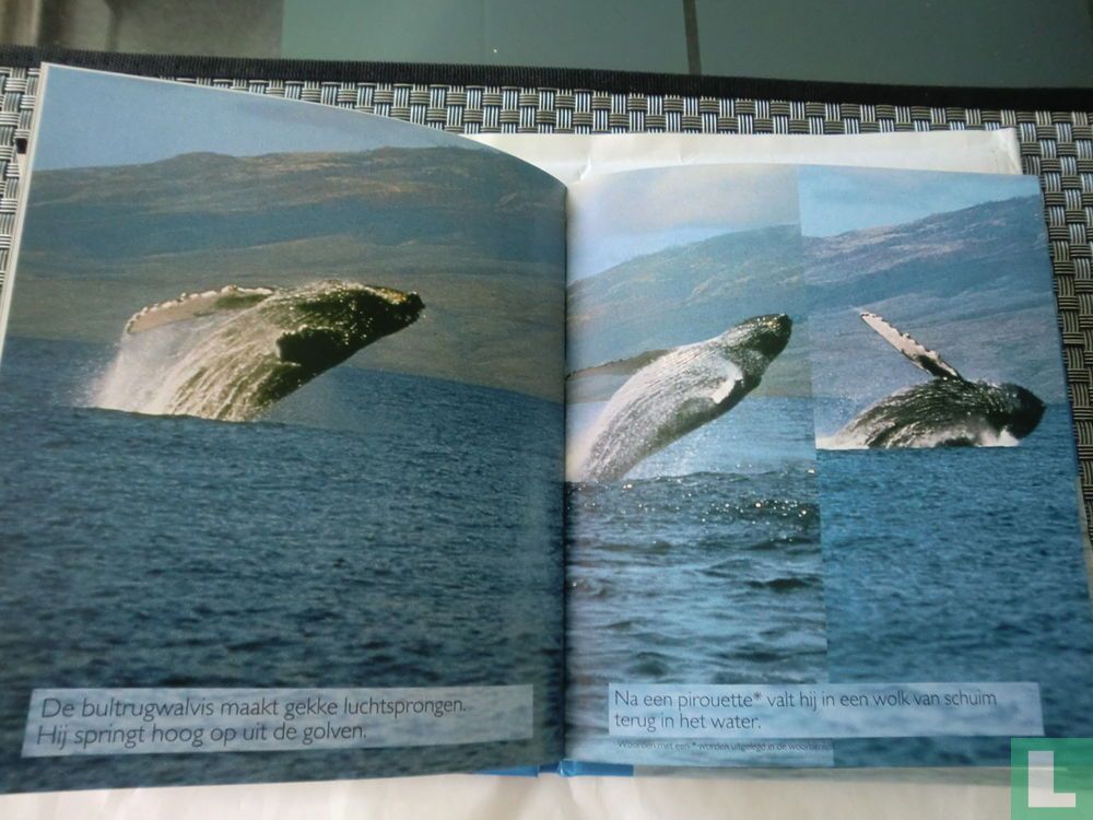 De bultrugwalvis