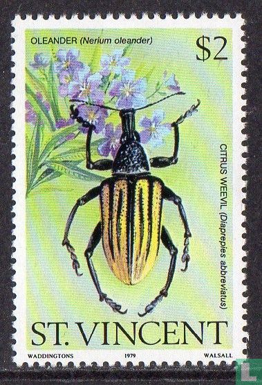 Insectes sur le laurier-rose
