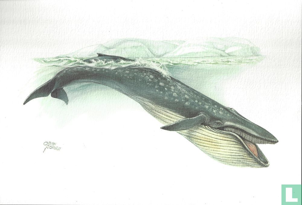 Zoogdieren - Blauwe vinvis