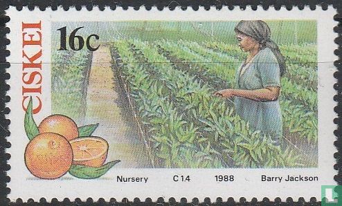 Citrus Farming