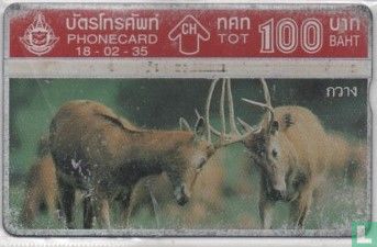 Stag