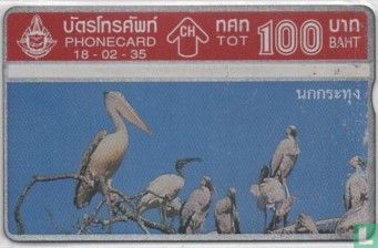 Pelicans