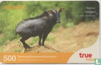 Serow 1
