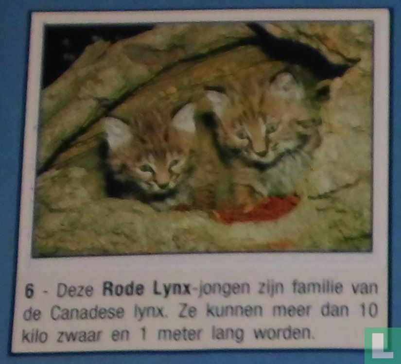 Rode Lynx