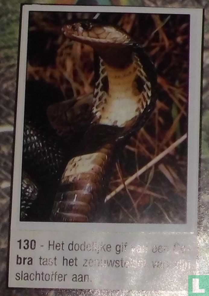 Cobra