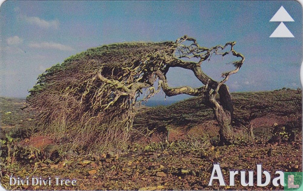 Divi Divi Tree