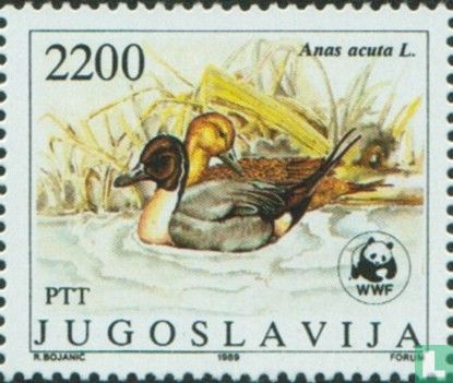 Ducks