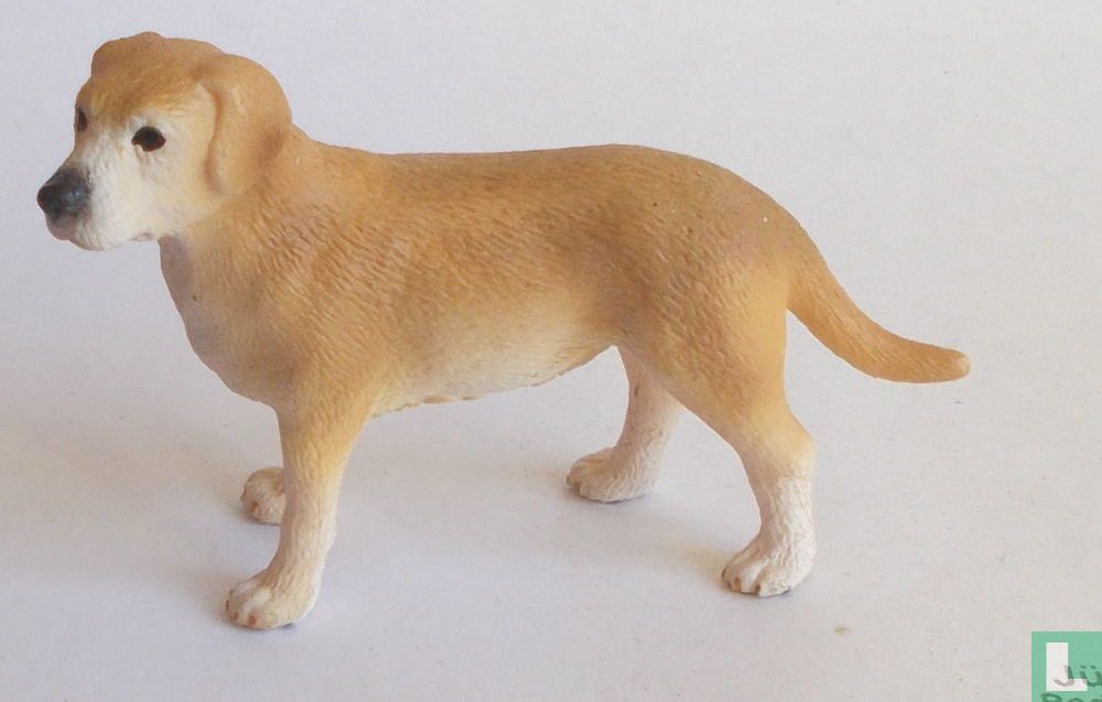 Labrador Rüde