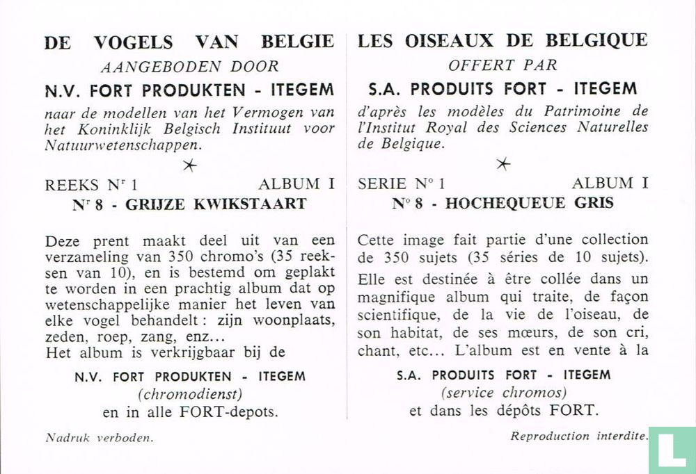 Grijze kwikstaart - Hochequeue gris