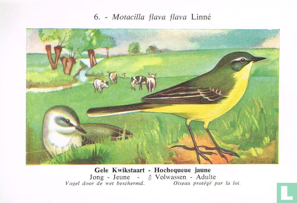 Gele kwikstaart - Hochequeue jaune