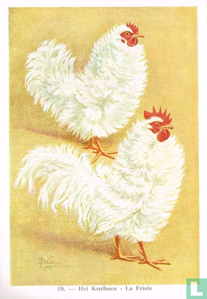 Het Krulhoen