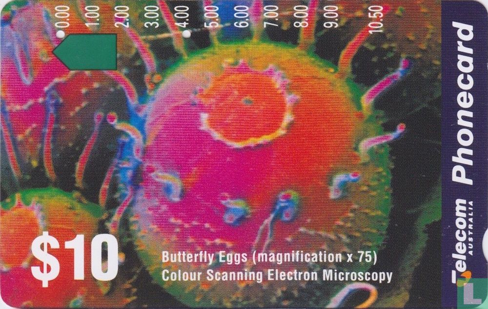 Butterfly Eggs