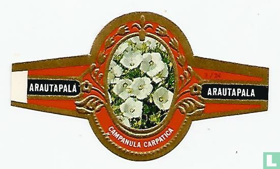 Campanula Carpatica